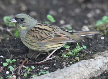 Masked Bunting 横浜市金沢区長浜公園 Mon, 3/20/2023