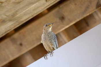 Blue Rock Thrush 朝来市 Thu, 5/10/2018