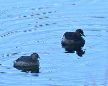 Little Grebe 横浜市金沢区長浜公園 Mon, 3/20/2023