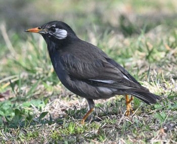 White-cheeked Starling 横浜市金沢区長浜公園 Mon, 3/20/2023