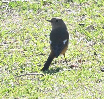 ジョウビタキ 横浜市金沢区長浜公園 2023年3月20日(月)