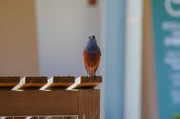 Blue Rock Thrush 朝来市 Thu, 5/10/2018