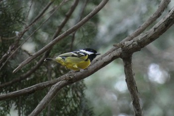 Yellow-bellied Tit 東京都 Tue, 3/21/2023