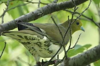 アオバト 和歌山森林公園 撮影日未設定