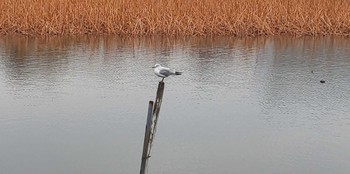 ユリカモメ 不忍池(上野恩賜公園) 2023年3月21日(火)