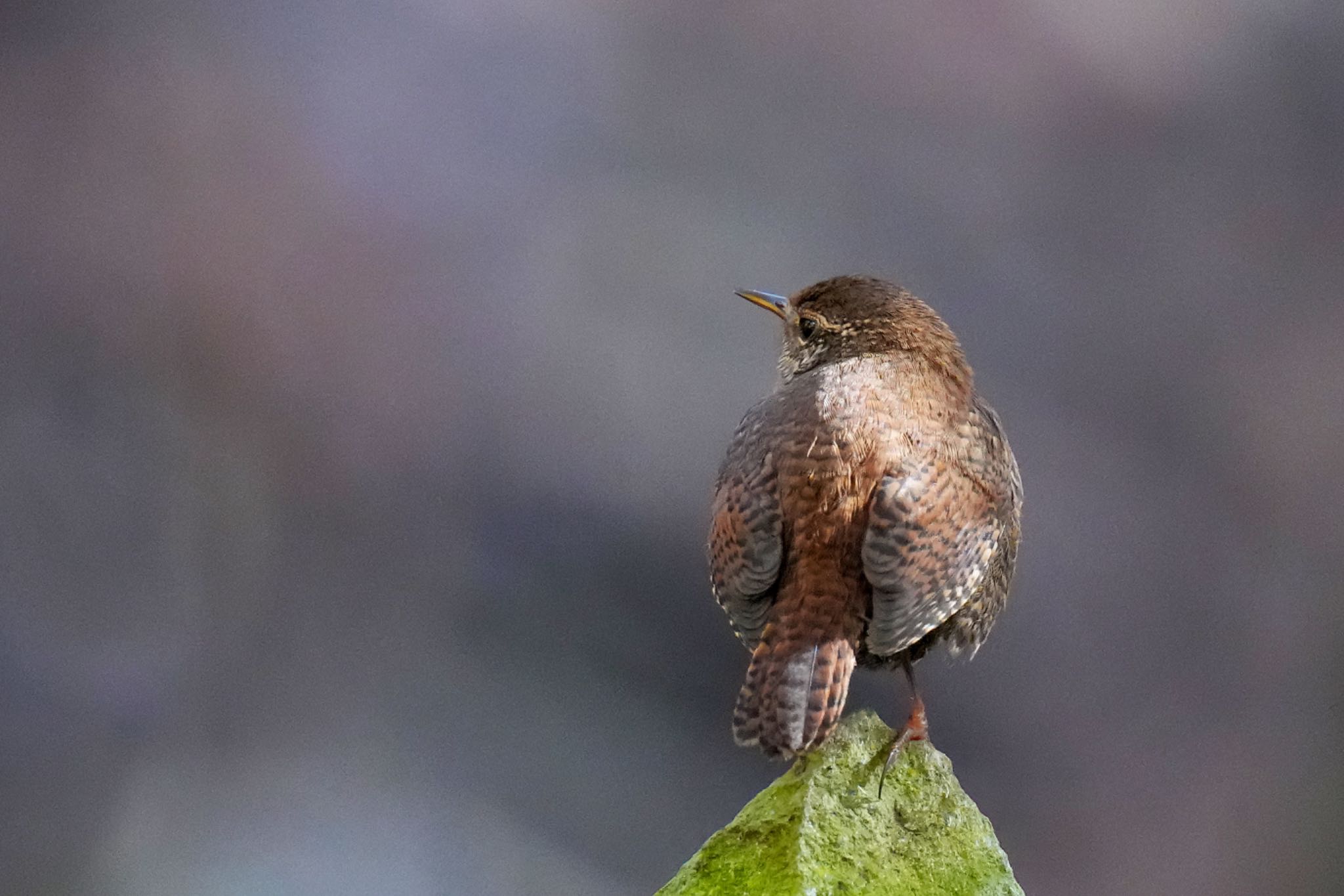 Photo of Eurasian Wren at 日向渓谷 by アポちん