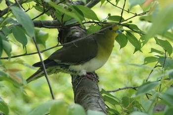 アオバト 和歌山森林公園 撮影日未設定