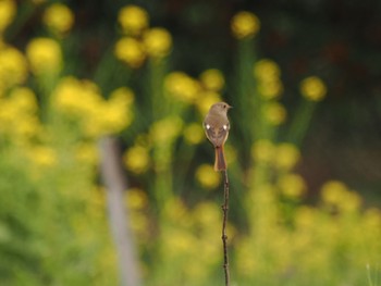 ジョウビタキ 東京港野鳥公園 2023年3月21日(火)