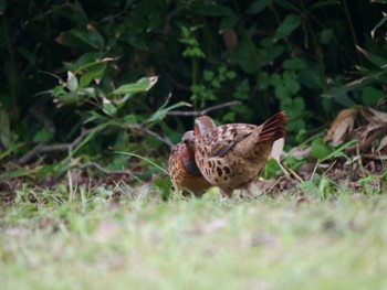 Chinese Bamboo Partridge 佐倉城址公園 Sat, 5/12/2018