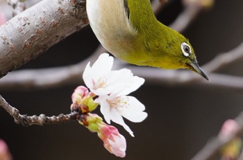 2023年3月21日(火) 万代池の野鳥観察記録