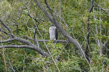 2023年3月21日(火) 大泉緑地の野鳥観察記録