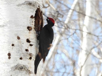 2023年3月21日(火) 真駒内公園の野鳥観察記録