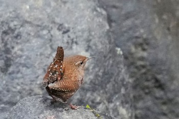 Eurasian Wren 日向渓谷 Sun, 3/19/2023