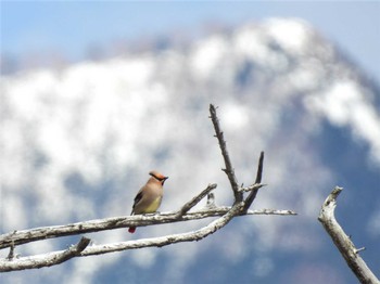 2023年3月21日(火) 戦場ヶ原の野鳥観察記録