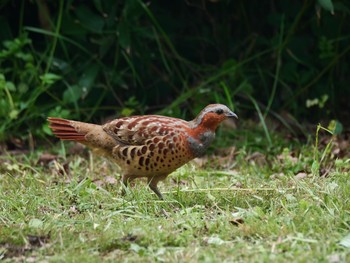 Chinese Bamboo Partridge 佐倉城址公園 Sat, 5/12/2018