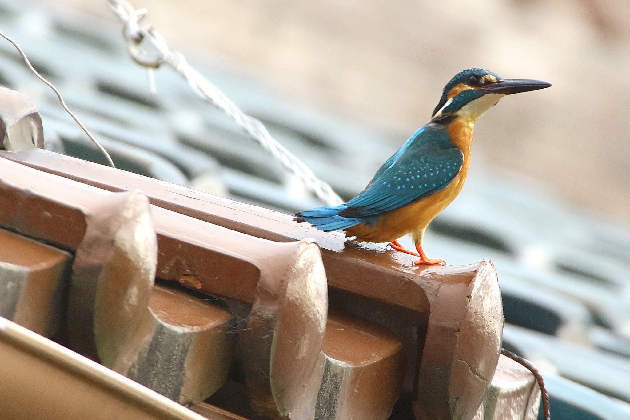 Photo of Common Kingfisher at  by KEIGO