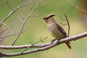 Japanese Waxwing Unknown Spots Unknown Date
