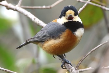 Varied Tit Unknown Spots Unknown Date