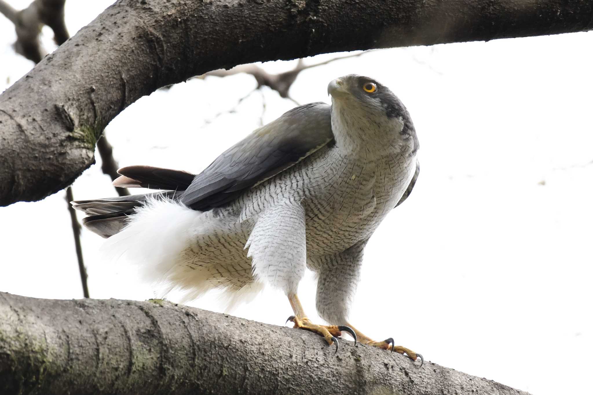 秋ヶ瀬公園 オオタカの写真 by Kazuki_s