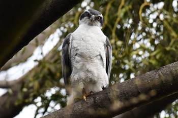 オオタカ 秋ヶ瀬公園 2023年3月21日(火)