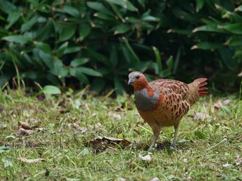 Chinese Bamboo Partridge 佐倉城址公園 Sat, 5/12/2018