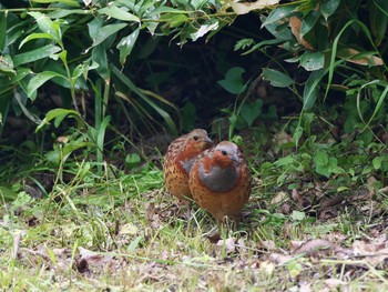 Chinese Bamboo Partridge 佐倉城址公園 Sat, 5/12/2018