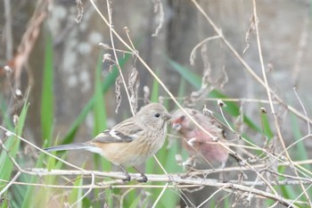 2023年3月21日(火) 丹生湖の野鳥観察記録