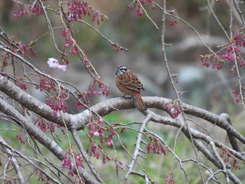 Meadow Bunting 創造の森横山 Tue, 3/21/2023