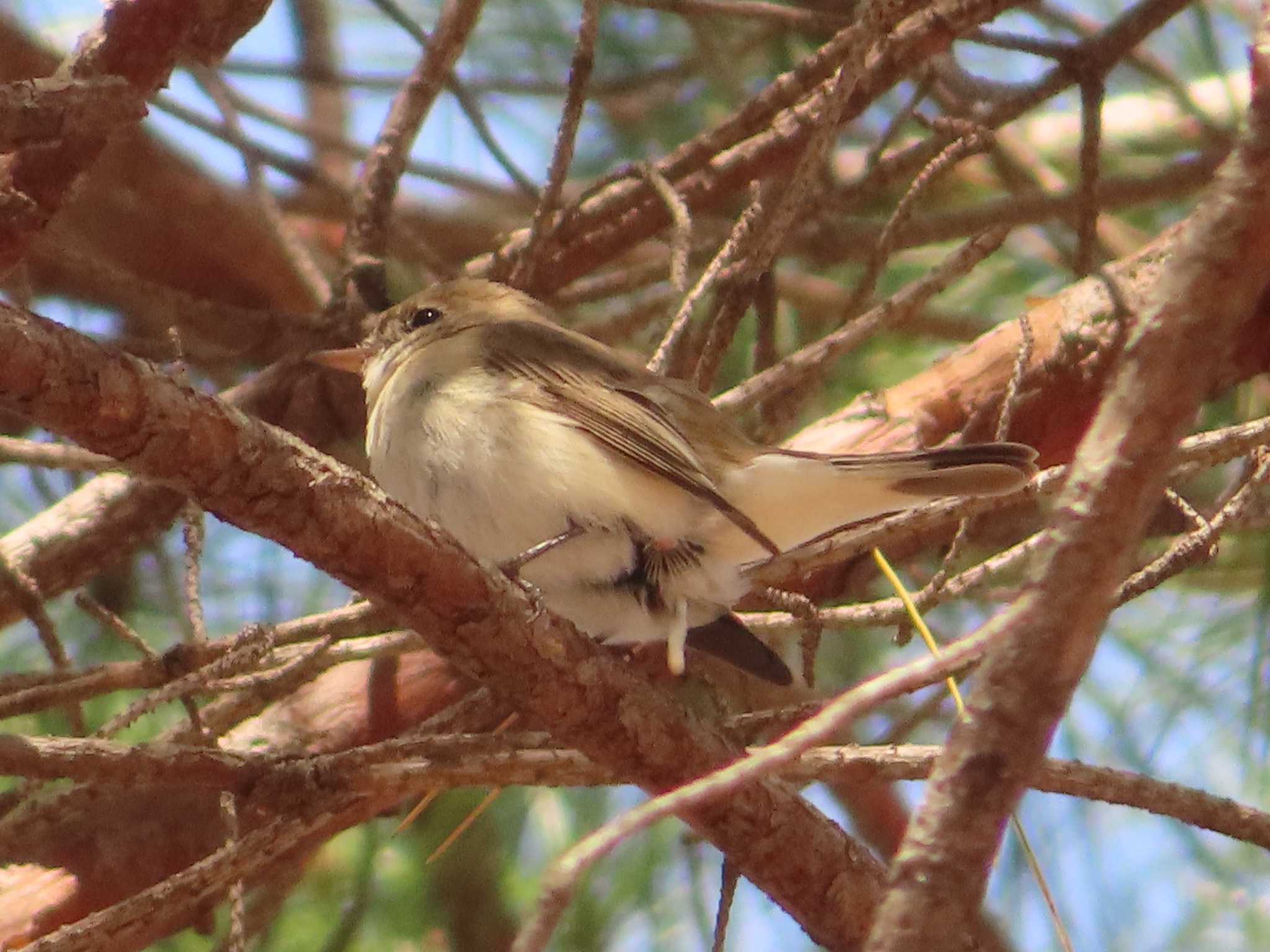 Red-breasted Flycatcher