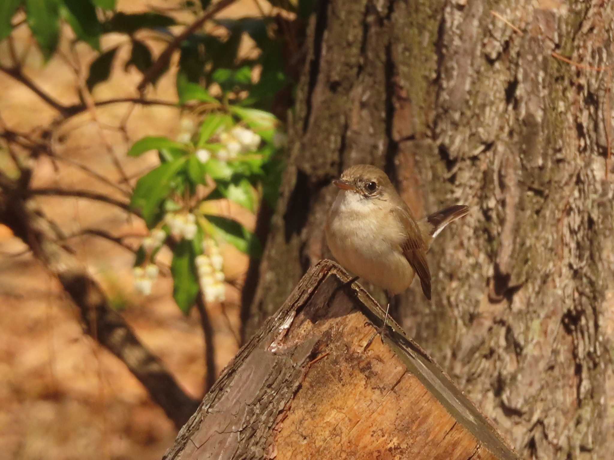 Red-breasted Flycatcher