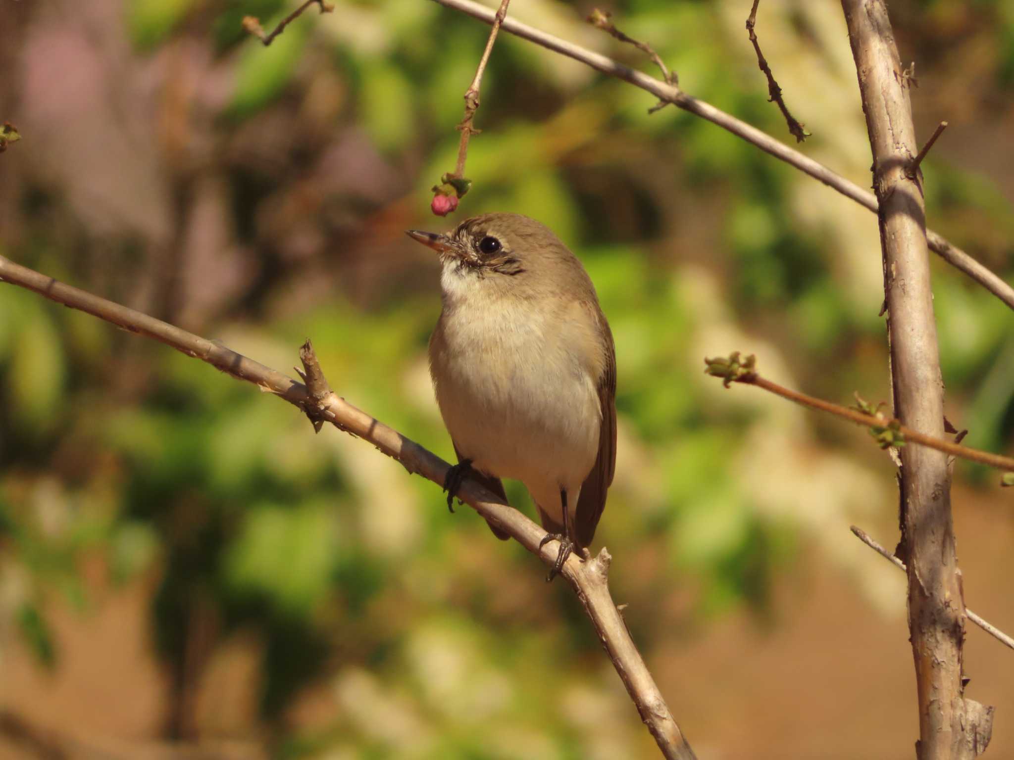 Red-breasted Flycatcher