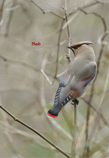 Japanese Waxwing Unknown Spots Unknown Date