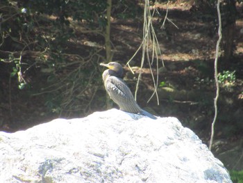 カワウ 御岳渓谷 2021年4月22日(木)