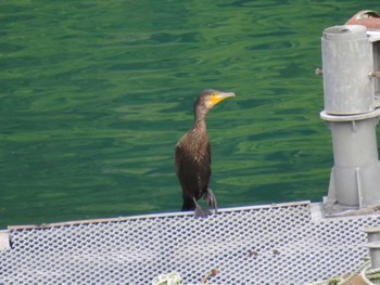 カワウ 宮ケ瀬湖 2022年9月9日(金)