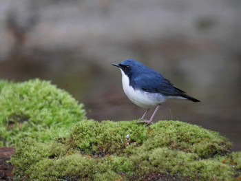 Siberian Blue Robin Yanagisawa Pass Thu, 5/10/2018