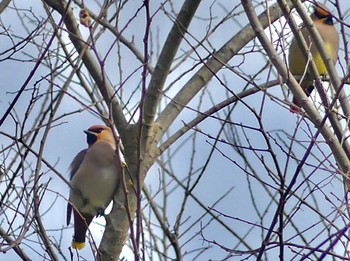 2023年3月21日(火) 浅羽ビオトープの野鳥観察記録