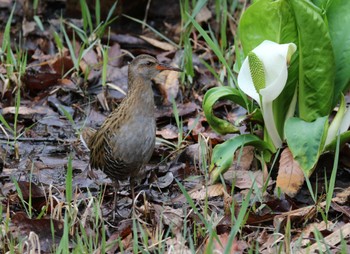 Brown-cheeked Rail 横浜市 Tue, 3/21/2023