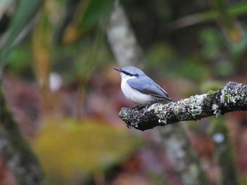 ゴジュウカラ 柳沢峠 2018年5月10日(木)