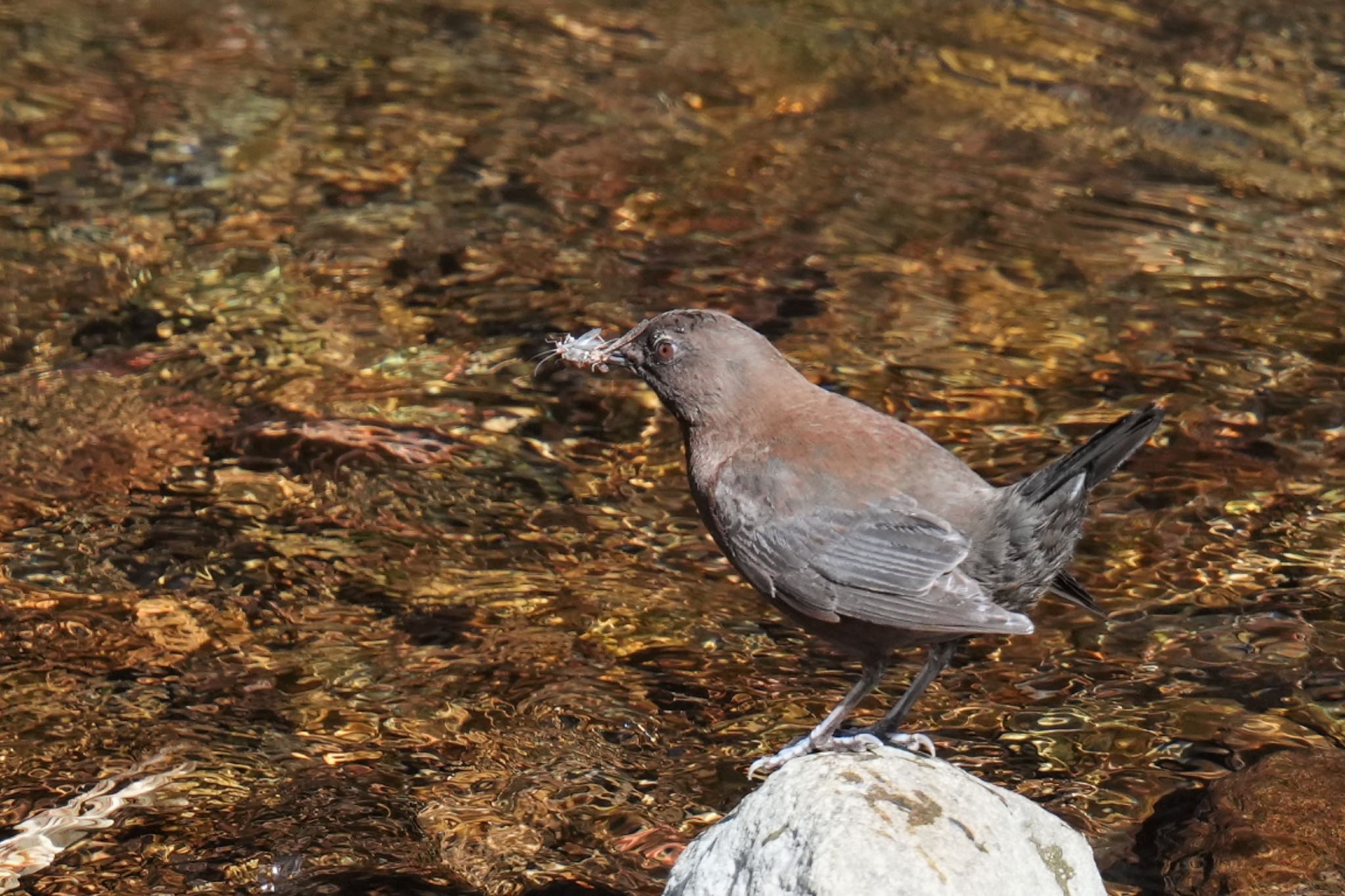 Photo of Brown Dipper at 日向渓谷 by アポちん