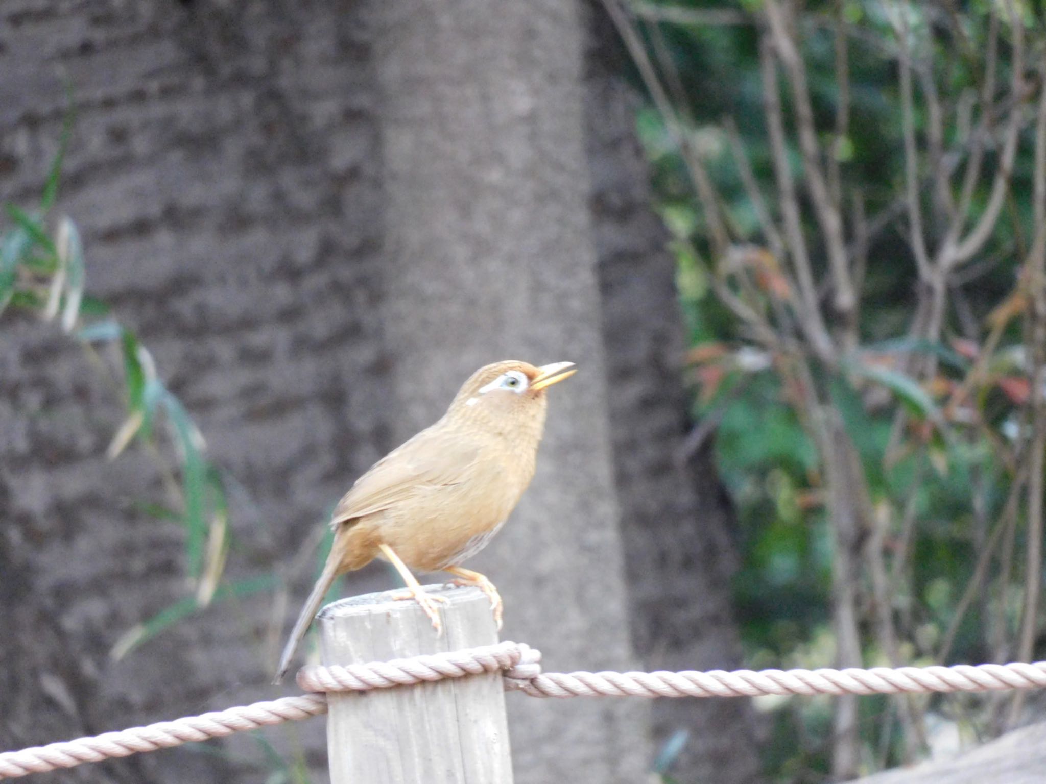 Photo of Chinese Hwamei at Higashitakane Forest park by 杜鵑