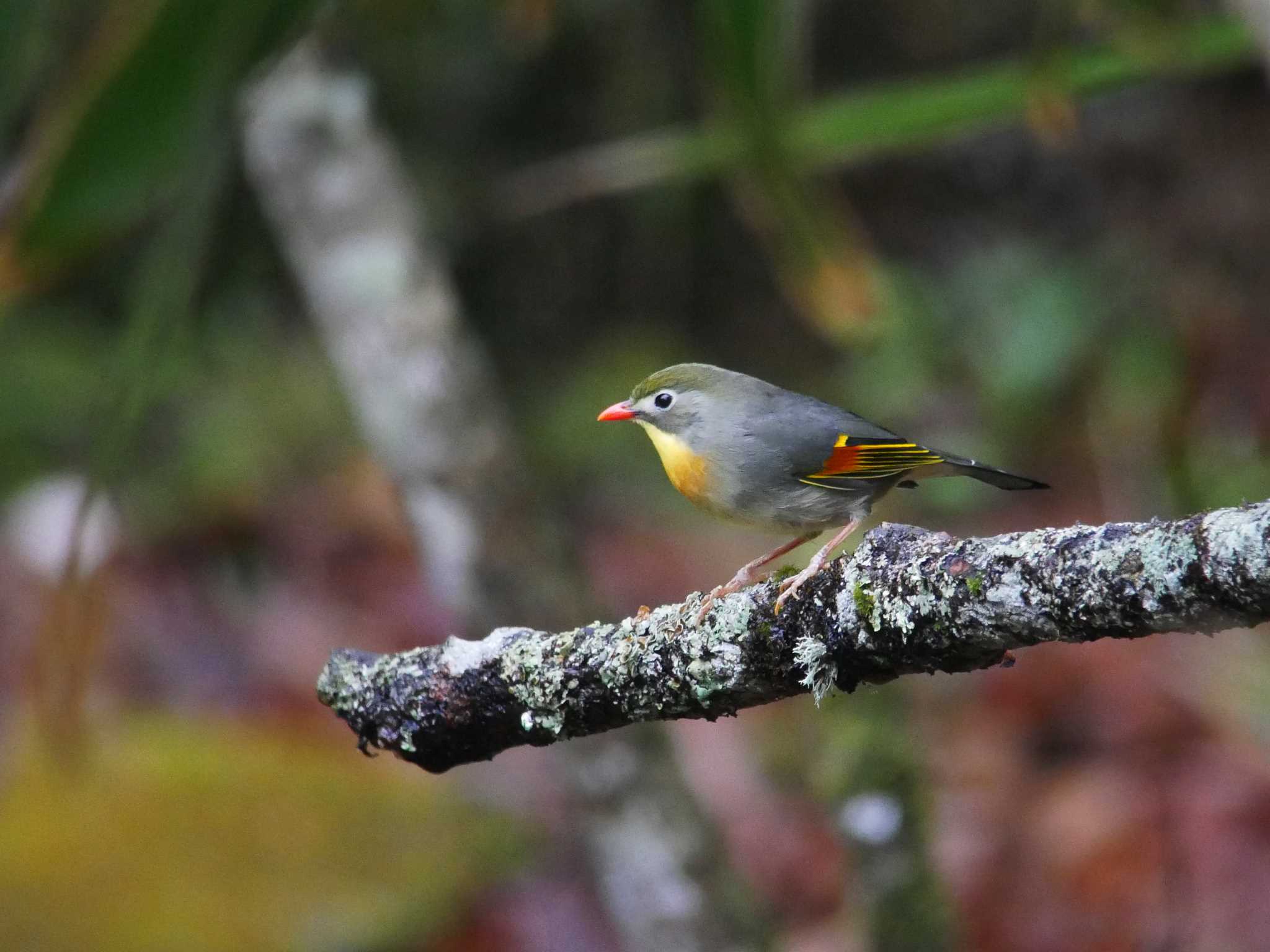 Photo of Red-billed Leiothrix at Yanagisawa Pass by のりさん