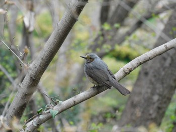 Brown-eared Bulbul Higashitakane Forest park Tue, 3/21/2023