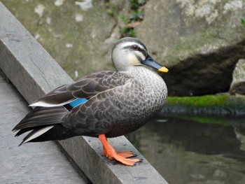 Eastern Spot-billed Duck Higashitakane Forest park Tue, 3/21/2023