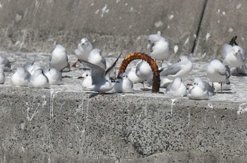 2023年3月11日(土) 銚子漁港の野鳥観察記録