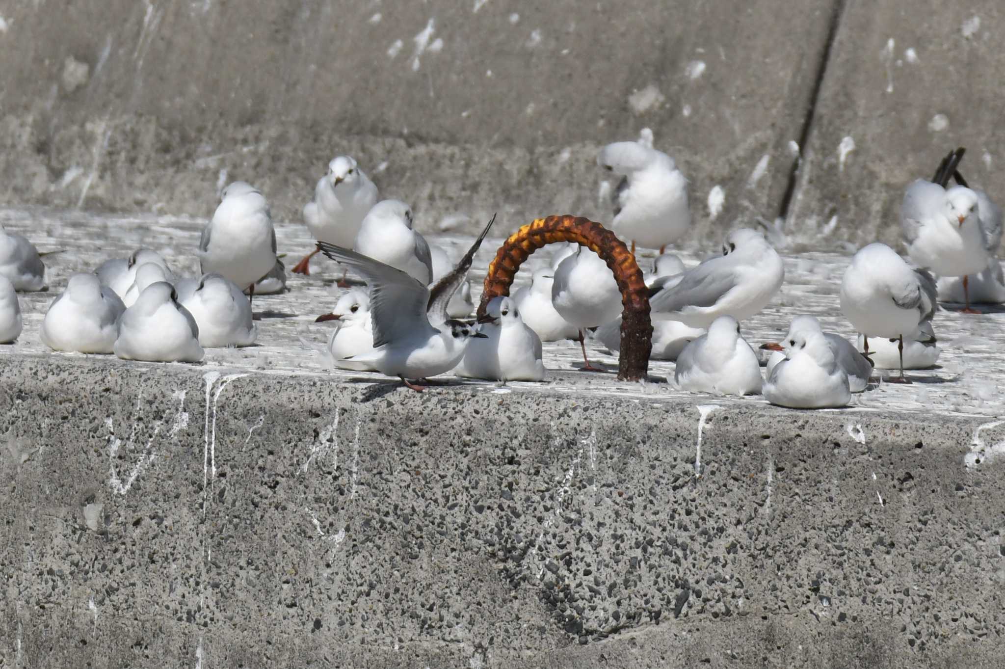 Photo of Little Gull at Choshi Fishing Port by あひる