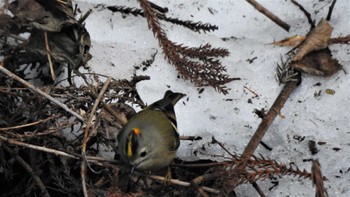 2023年3月19日(日) 階上岳(青森県階上町)の野鳥観察記録