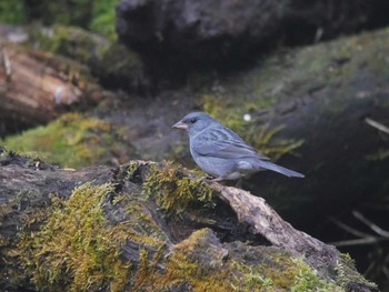 Grey Bunting Yanagisawa Pass Thu, 5/10/2018