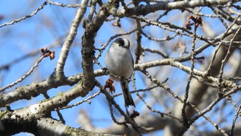 2023年3月20日(月) おいらせ町いちょう公園(青森県おいらせ町)の野鳥観察記録