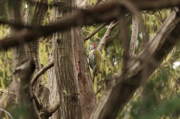 アオゲラ 忠生公園 2023年3月21日(火)