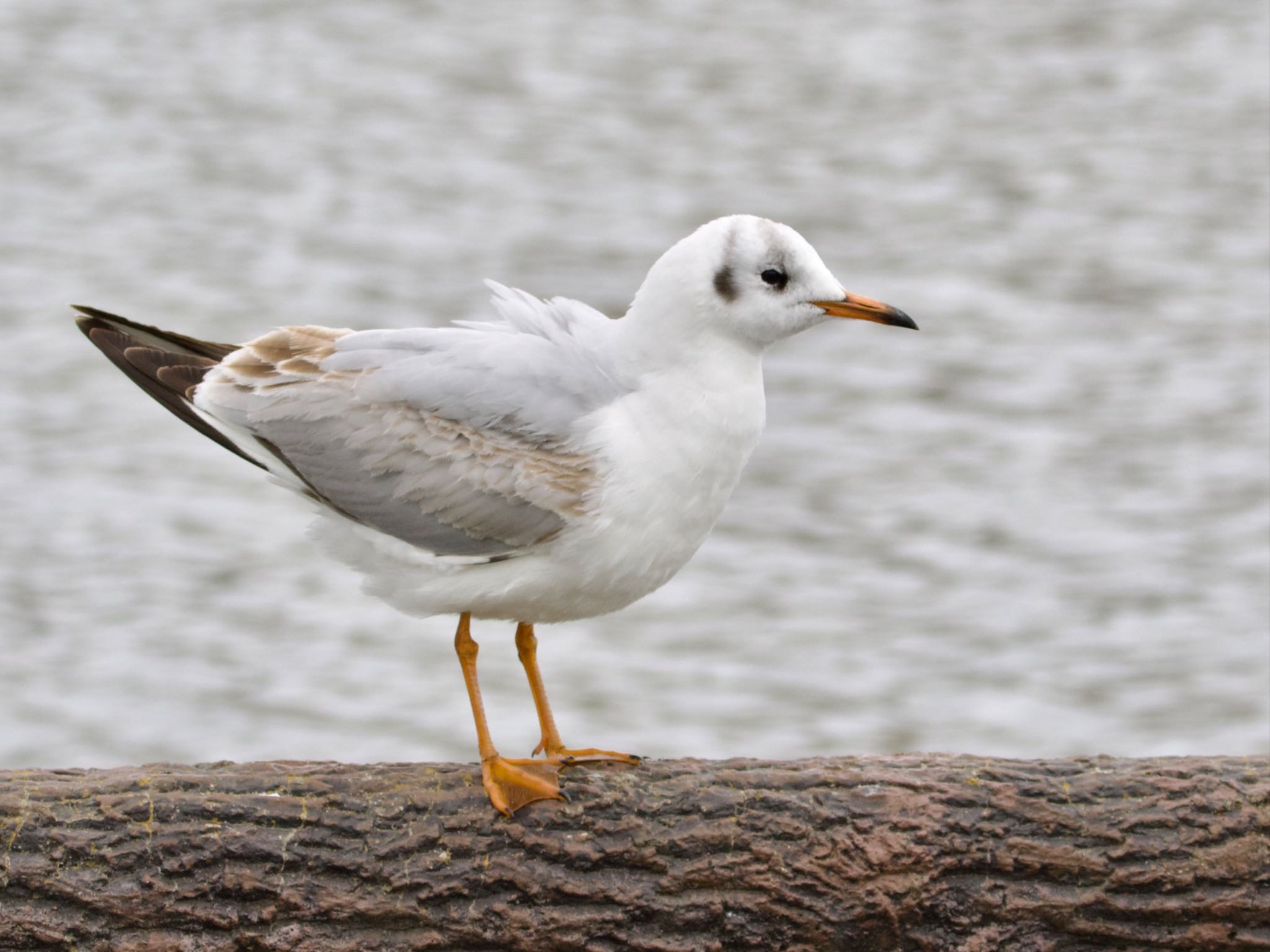 Black-headed Gull